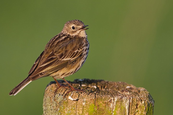 Wiesenpieper Anthus pratensis Meadow Pipit